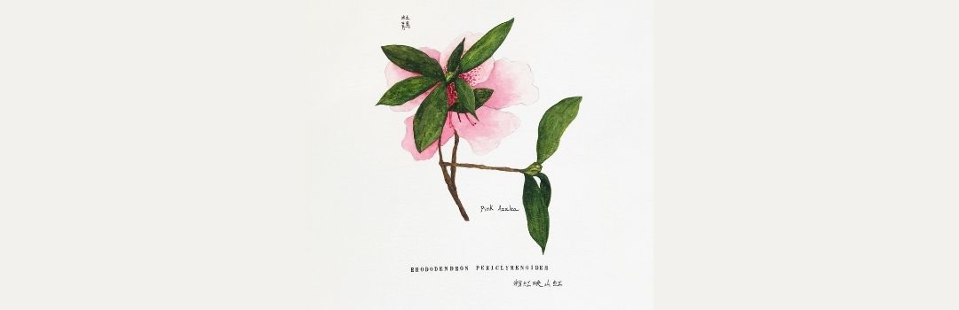 解憂水彩植物繪_Benjamin_1080x350 解憂水彩植物繪_Benjamin_1080x350