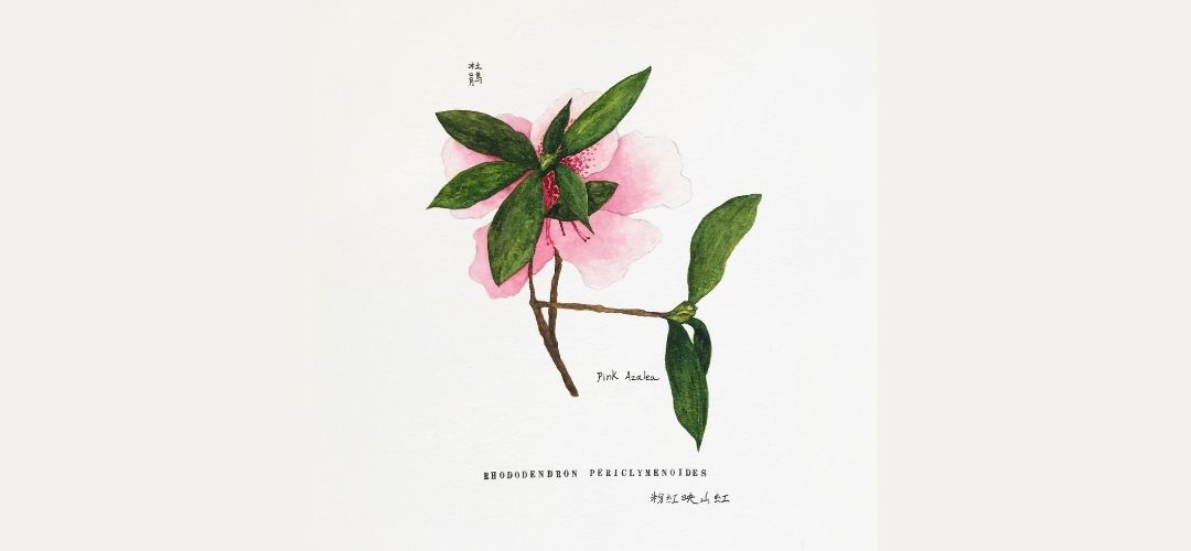 Mindful Botanical Watercolour Painting